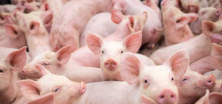 Triptofanul în nutriția animalelor
